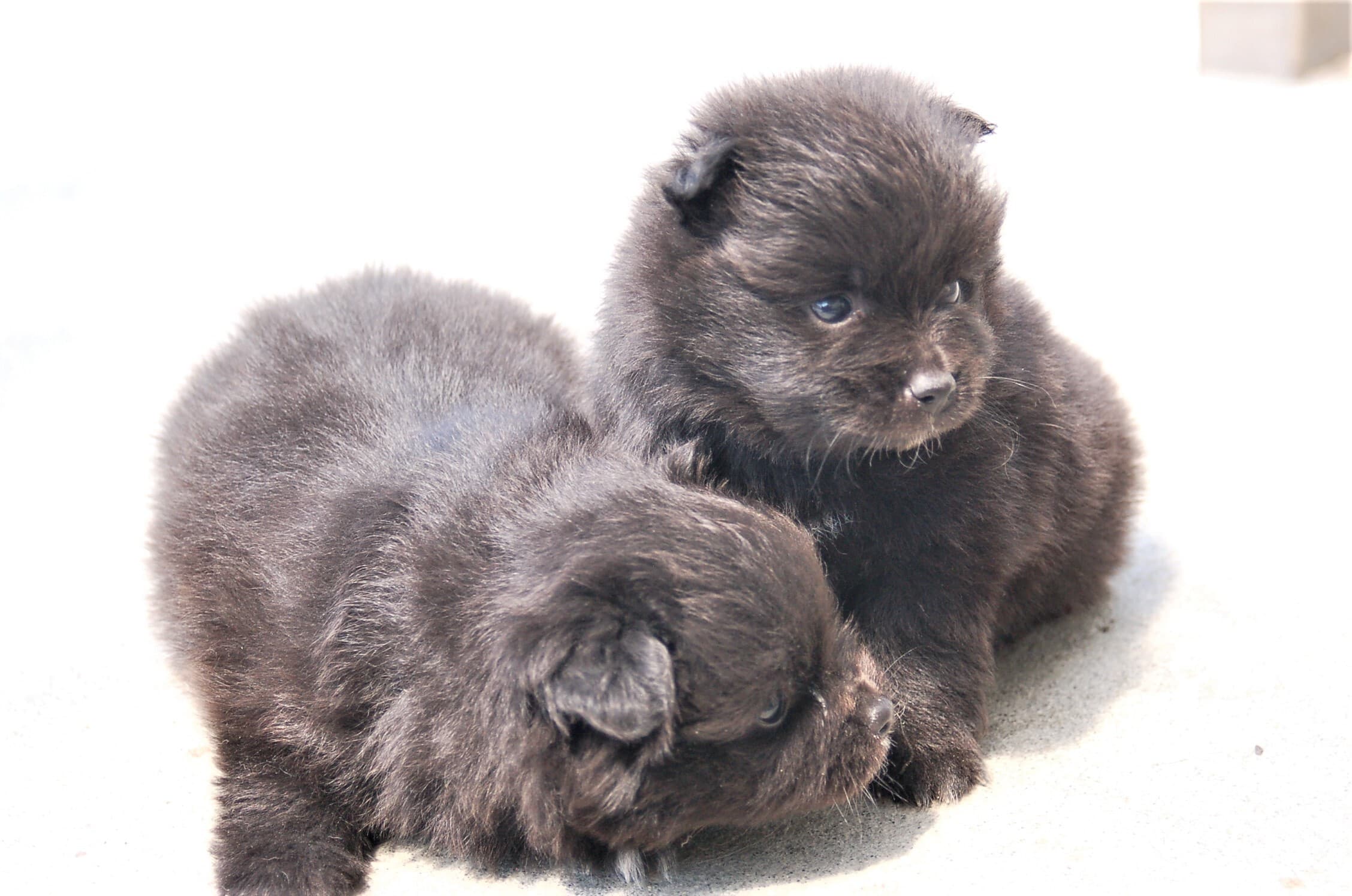 ポメラニアン｜ブリーダー柴彩