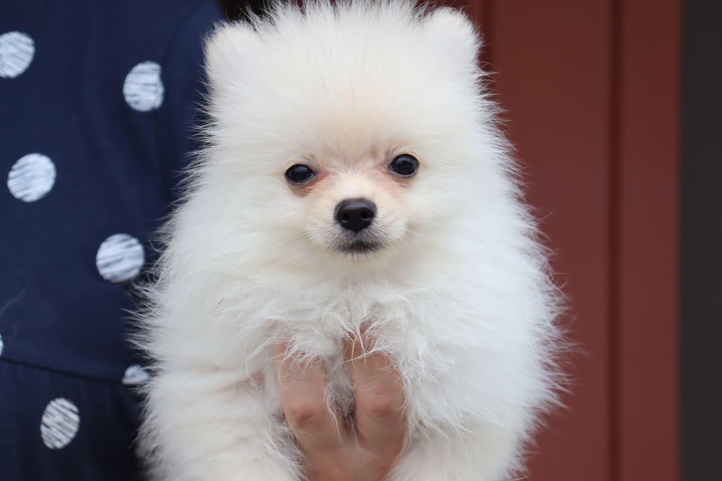 ポメラニアン｜ポメラニアンブリーダー柴彩