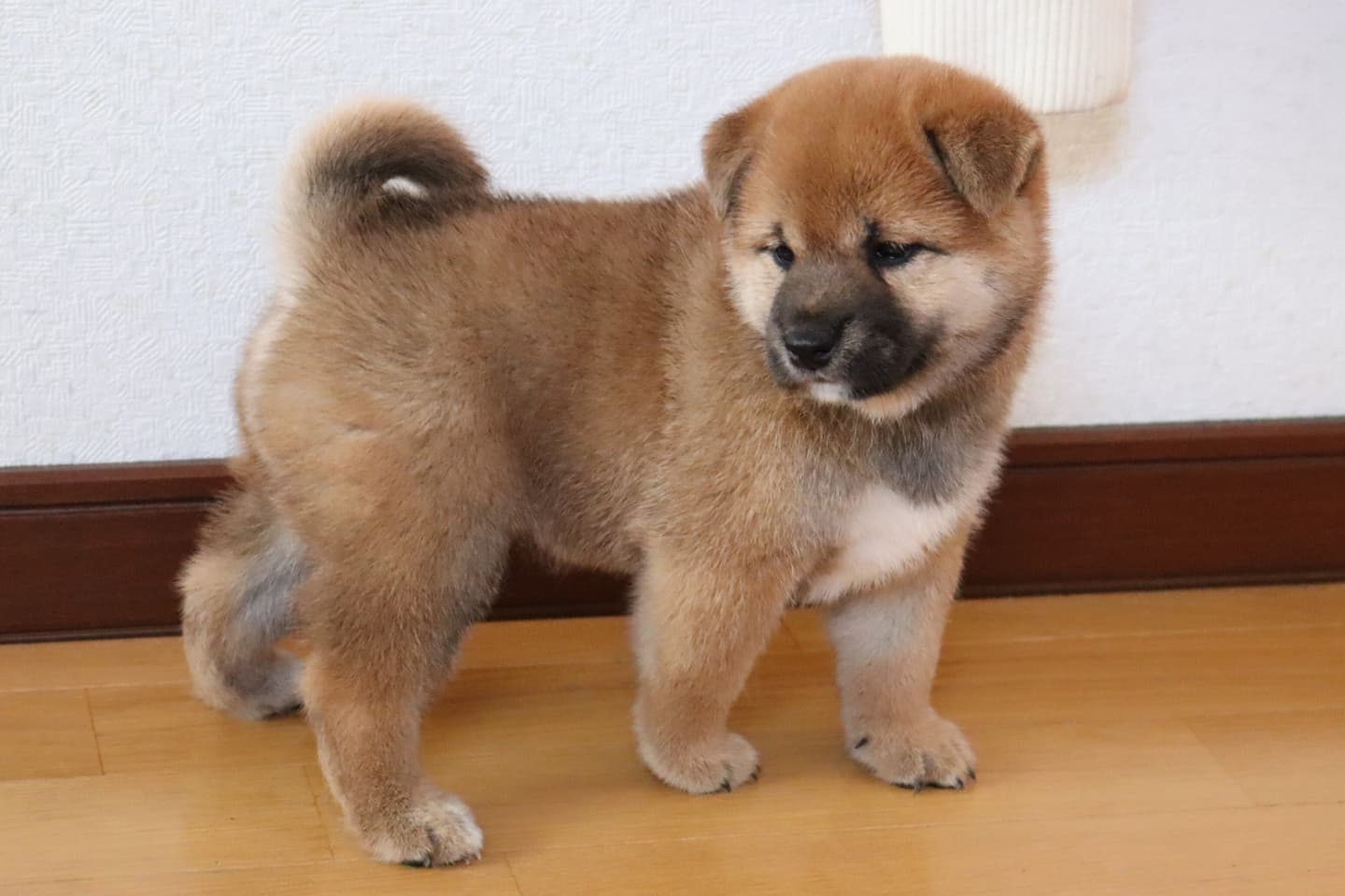 柴犬子犬販売｜柴犬直販 柴犬ブリーダー柴彩