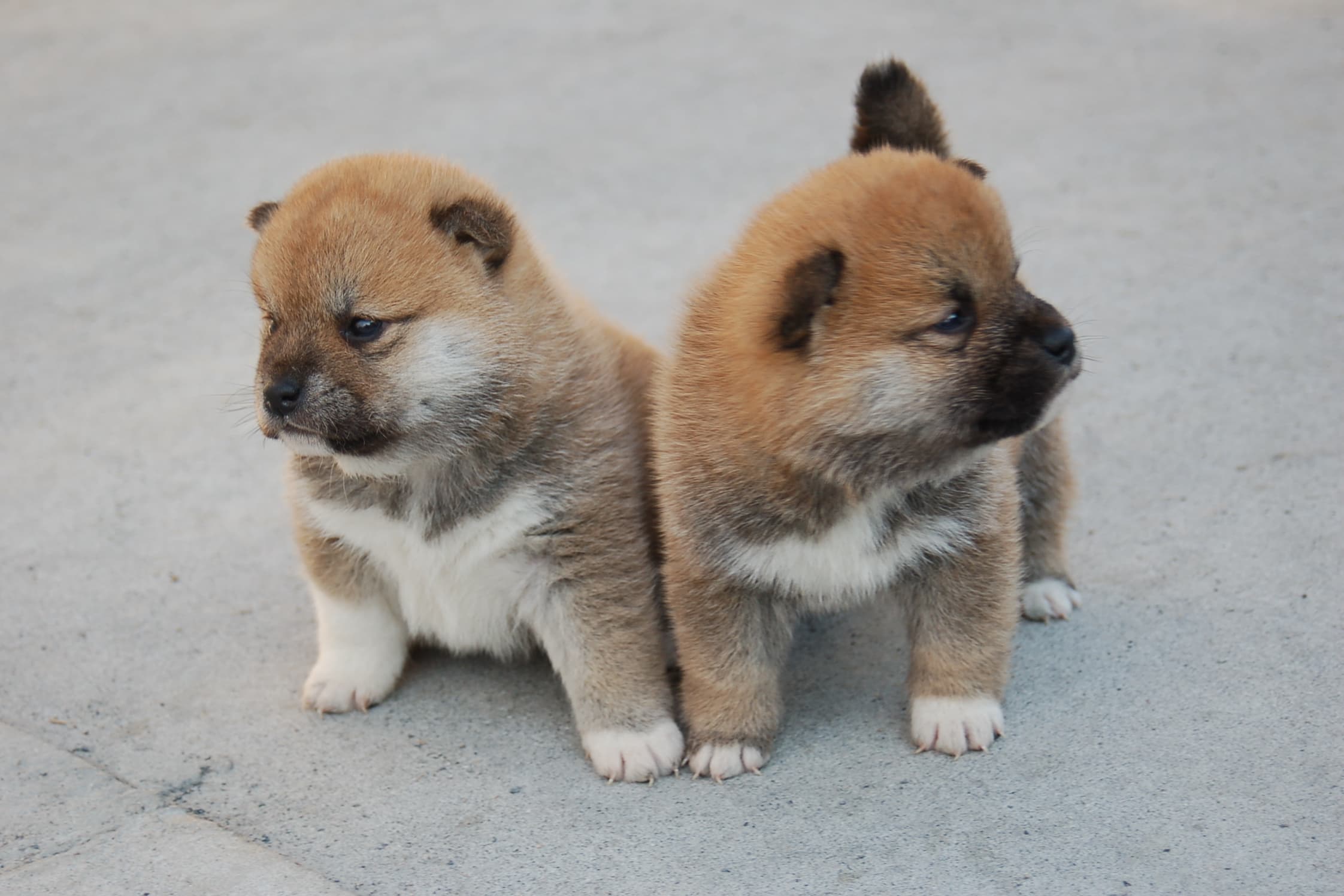 子犬販売 埼玉県のブリーダー柴彩 子犬販売 埼玉県のブリーダー柴彩