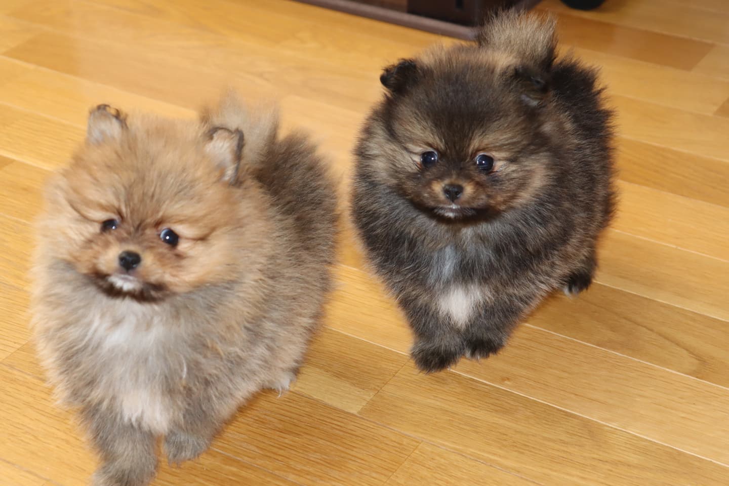 ポメラニアンのページ