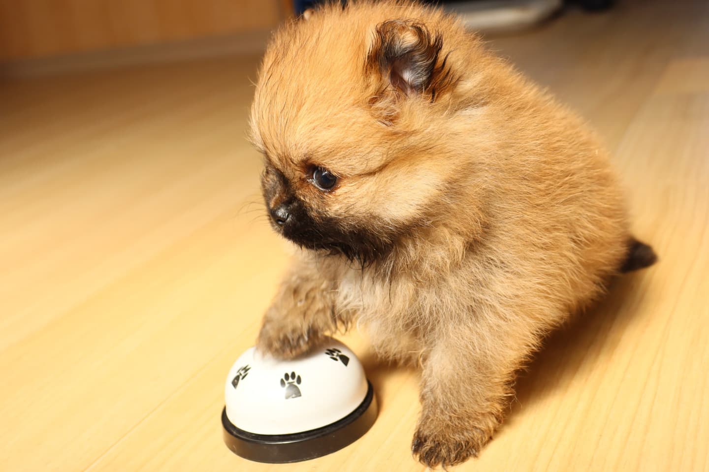 ポメラニアンのページ